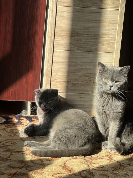 Скотиш фолд