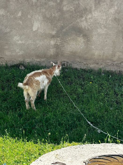 Сауынды орыс ешкі екі лағымен