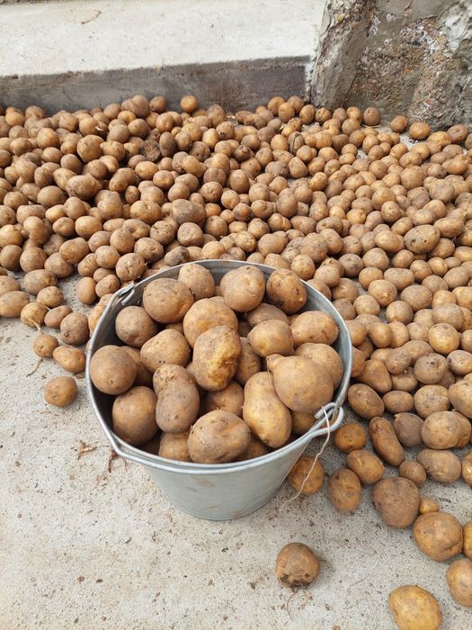 Продам семянной картофель