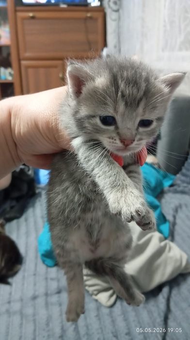Продам котят красивые ласковые