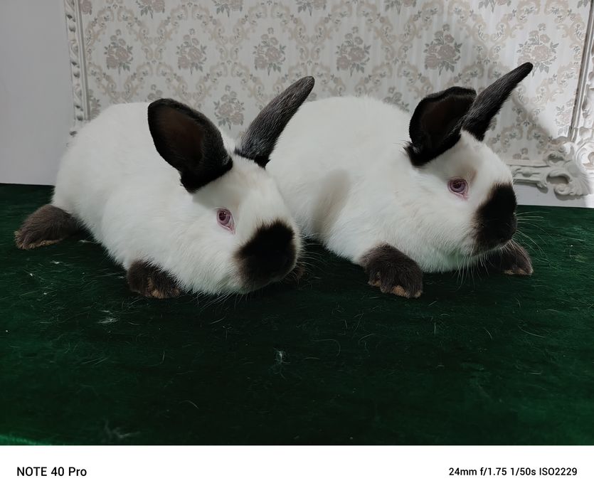 Калифорния зоти қуёнлари