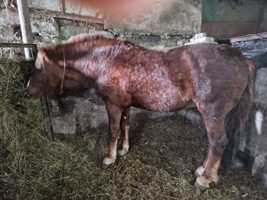 Жеребец от тяжа ,