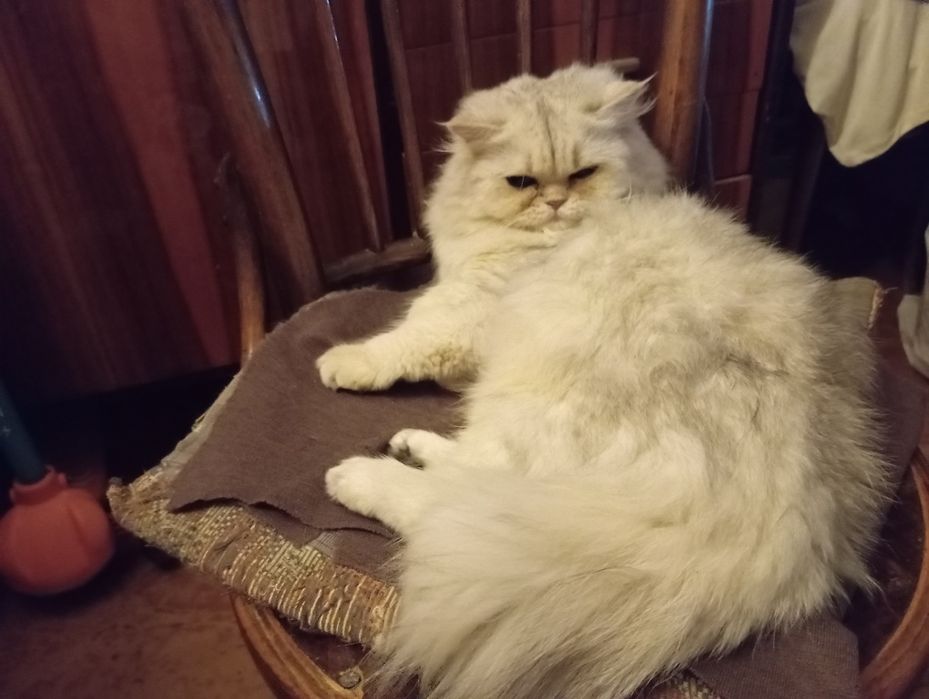 срочно продам скоттиш страйт девчока шиншилла