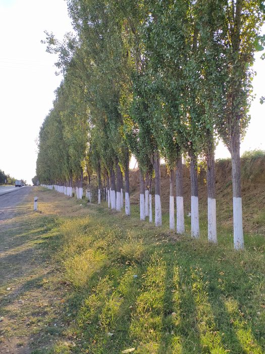 Terak optim sotiladi