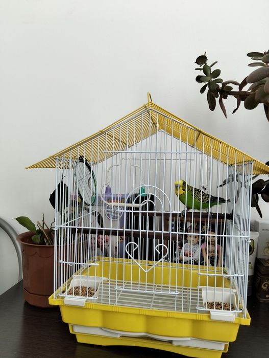 Продам Попугай вместе с клеткой