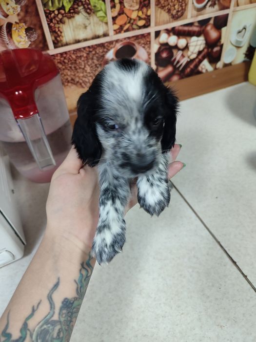 Продам щенят спаниеля