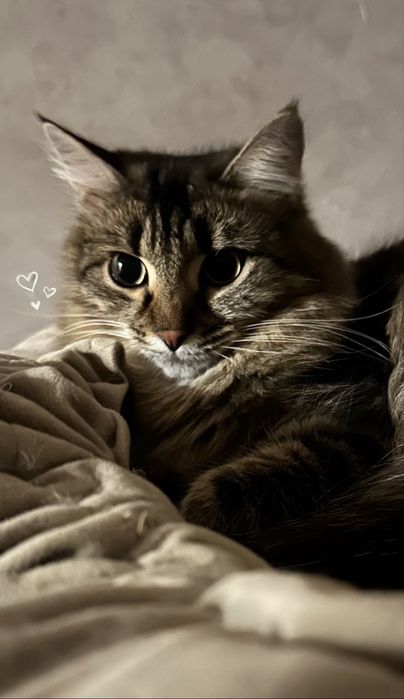 Кошечка Николь , 10 месяцев