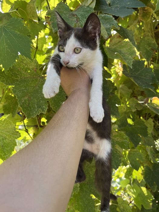 Donez un motănel