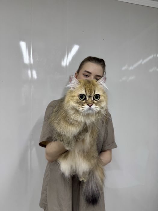 Груминг кошек, профессионально