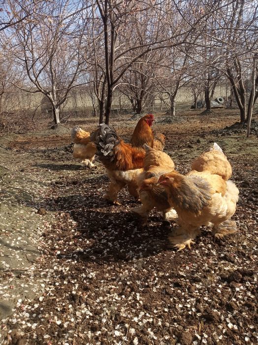 Brama paliviy bir para