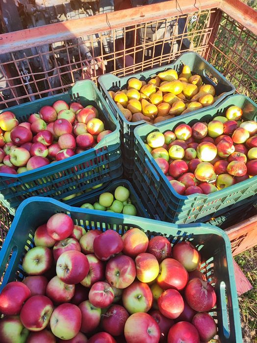 Vând suc de mere+pere natural