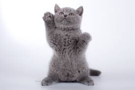 Britanskiy chiroyli mushukchalari