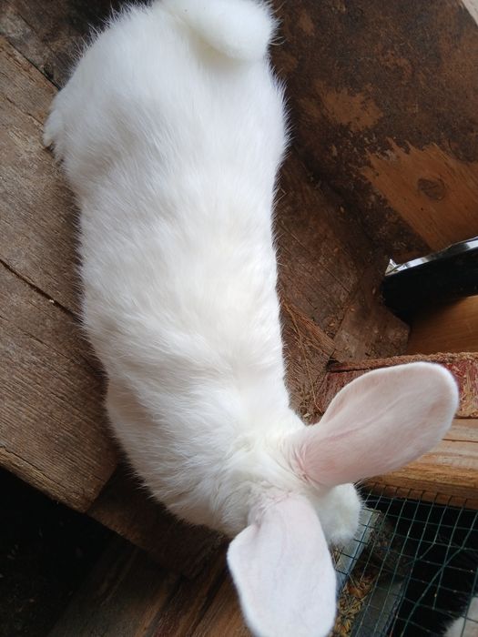 Vând iepurii  metis de uriaș german !