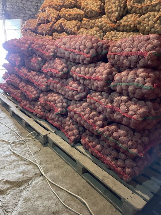 Cartofi  consum  Alb și Roșu (0,8 lei)