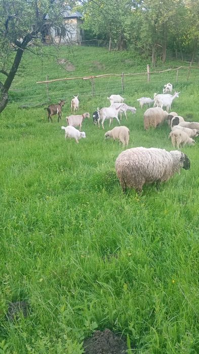 Vând capre și × berbeci