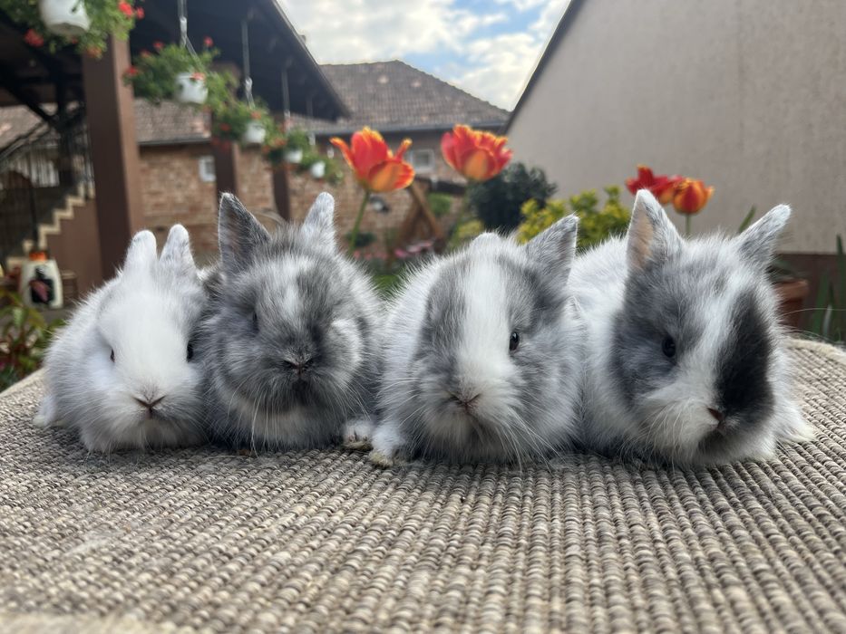 Iepurasi cap de leu pitic