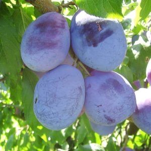 Vand prune timpurii soiul Rivers