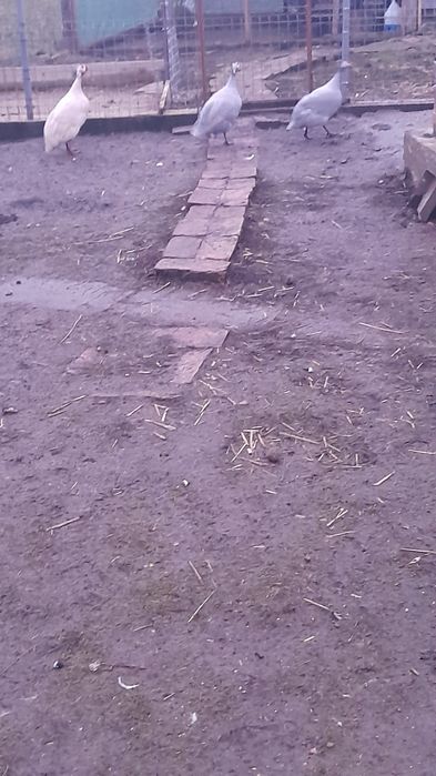 Bibilici de vânzare