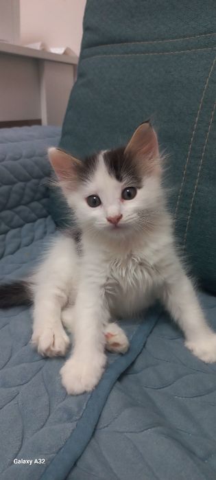 Котята в добрый руки