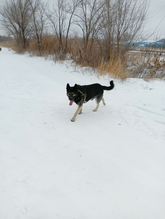 Восточно европейская овчарка