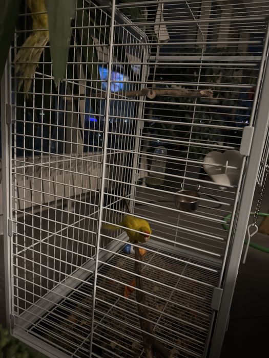 Клетка с попугаями