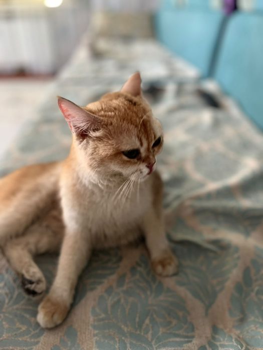 Продам кошку породистая