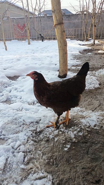 Қазақы брама аралас