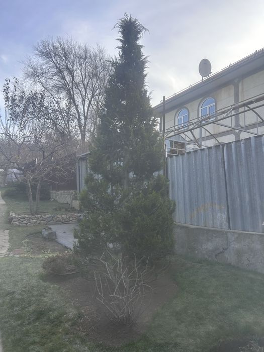 Хвойные и кустарники из грунта