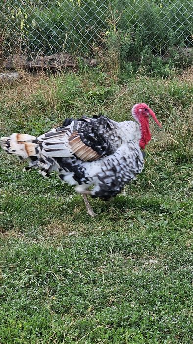 Vând găini de casă ouătoare