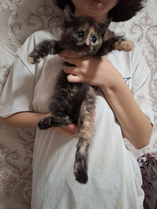 Одам котят в добрые руки