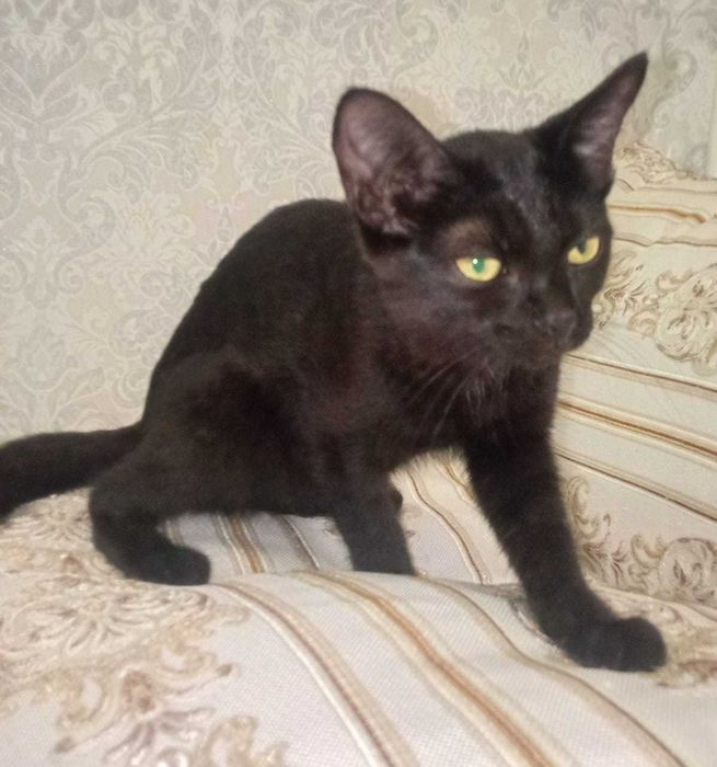 Котята балинезо-бомбейские