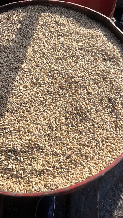 Продам пшеницу,сухая!