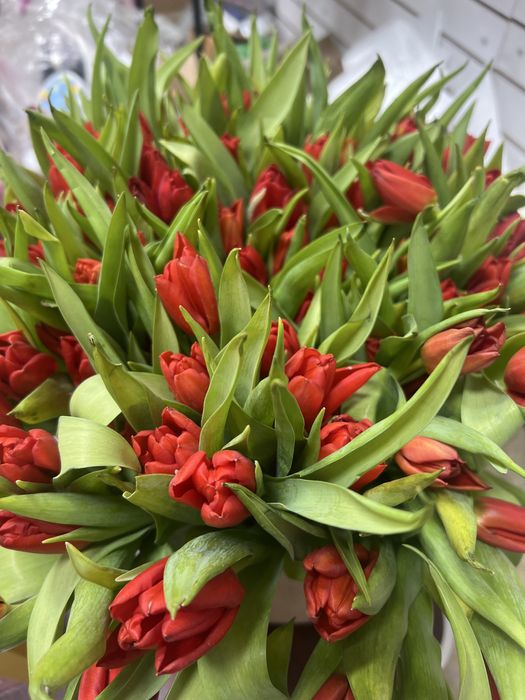 101шт тюльпаны красные