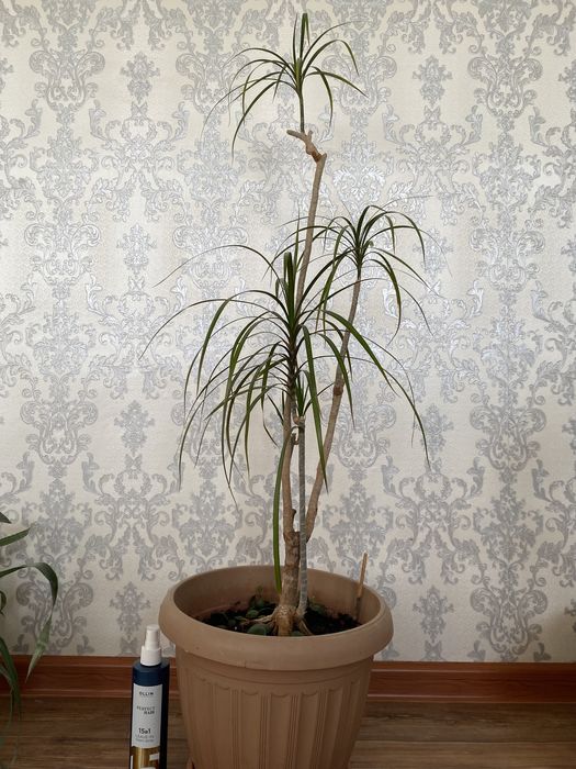 Цветы комнатные