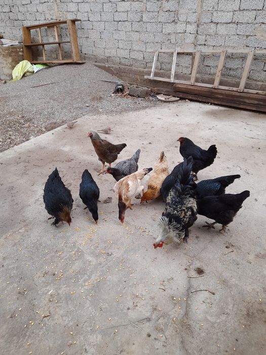 Xòroz va tovuq sotiladi.