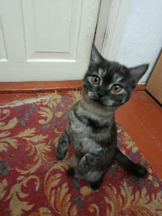 Отдам котенка в добрые руки