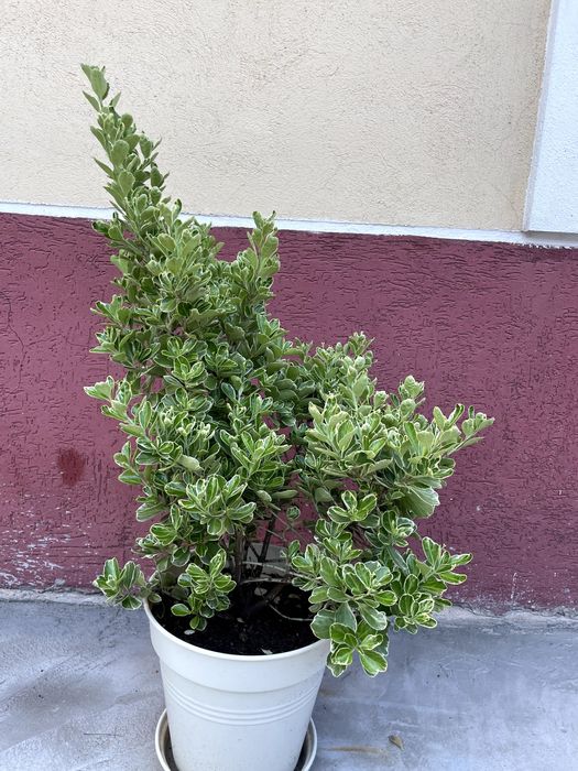 Salba japoneza (Euonymus) 80-100 cm