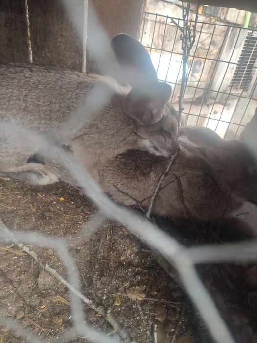 Uriaș german pereche gestantă!