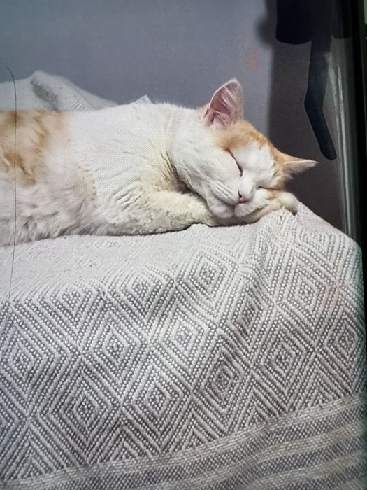 умная кошечка в добрые руки