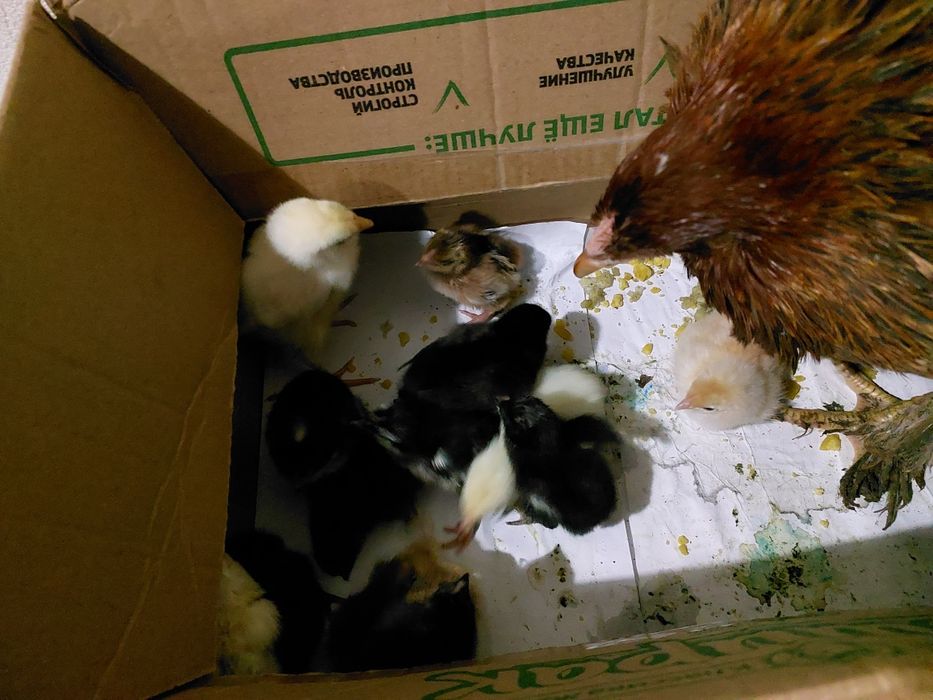 Продам домашних цыплят.