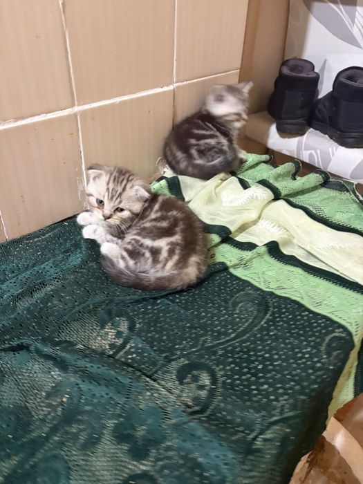 Вислоухие котята