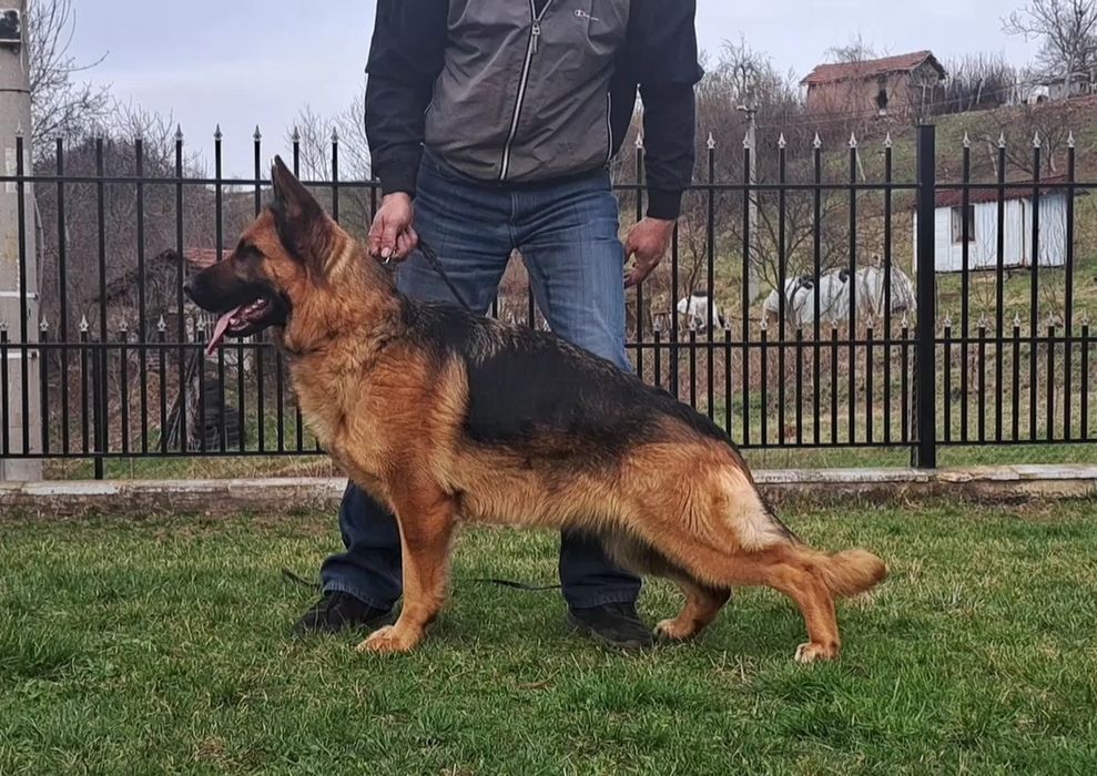 Развъдник за немски овчарки