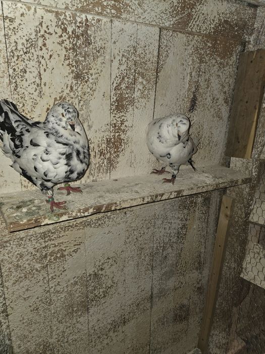 Porumbei Kingi de vanzare