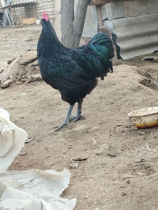 Gigant jersiy tuxumlariga zakaz olamiz