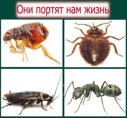 ¹Tаракан, Клопа, Сичқон, Чумоли ва бошқа хашоратларни йўқотувчи Раптор