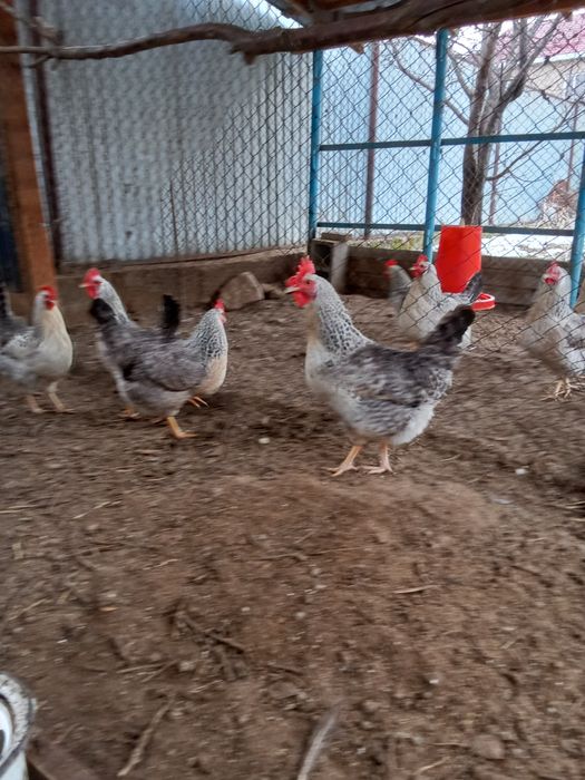 Куры несушки Борковская Барвистая