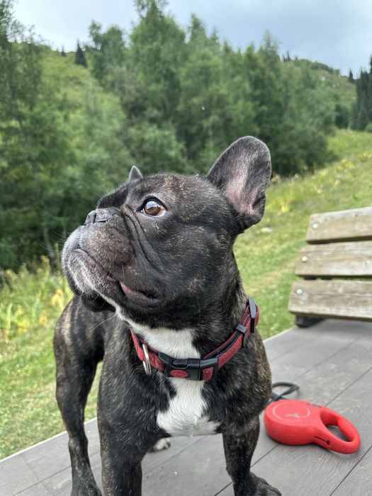 Вязка французкий бульдог