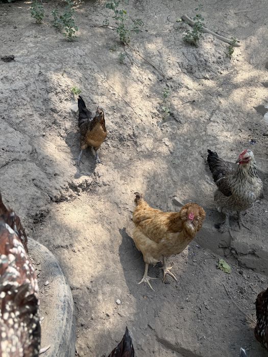 Продам домашних курей