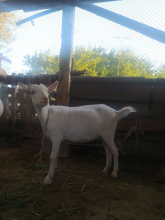 Заанен ешкілер сатылады.