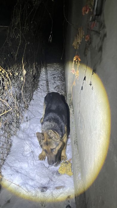 Немецкая авчарка